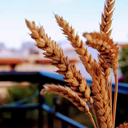 Fotinos House Skiathos Chora